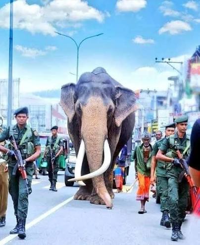 The Story of Raja: India’s Elephant Who Walked 100 KM in Sri Lanka Under Commando Security